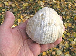 Gigantoproductus elongatus Sarytcheva