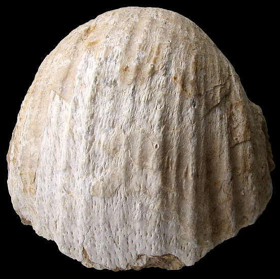 Gigantoproductus elongatus Sarytcheva