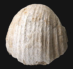 Gigantoproductus elongatus Sarytcheva