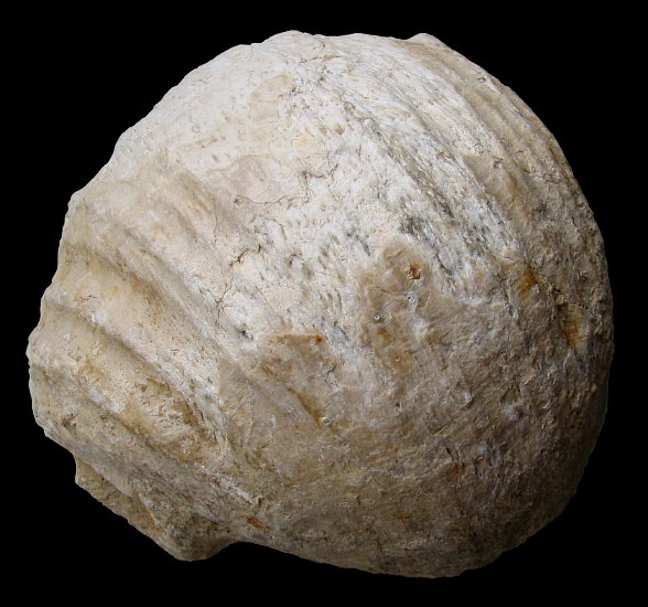 Gigantoproductus elongatus Sarytcheva