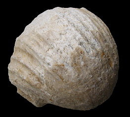 Gigantoproductus elongatus Sarytcheva