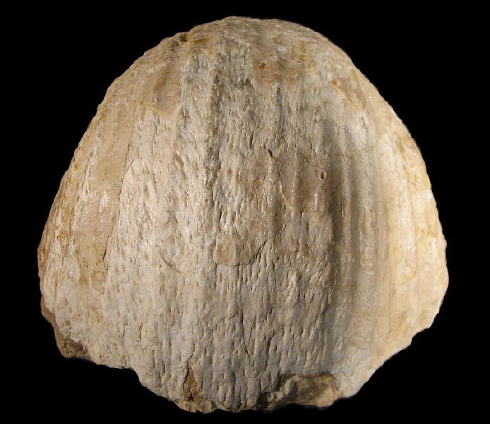 Gigantoproductus elongatus Sarytcheva