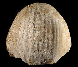 Gigantoproductus elongatus Sarytcheva