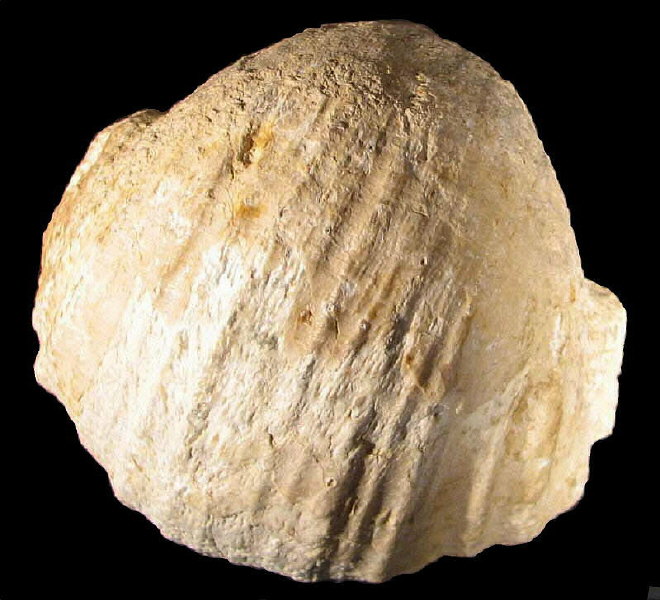 Gigantoproductus elongatus Sarytcheva