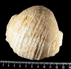 Gigantoproductus elongatus Sarytcheva