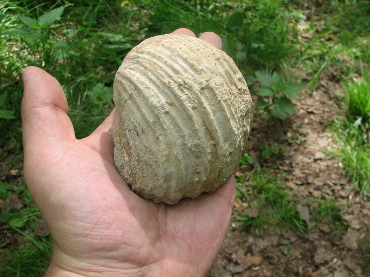 Gigantoproductus crassus Sarytcheva