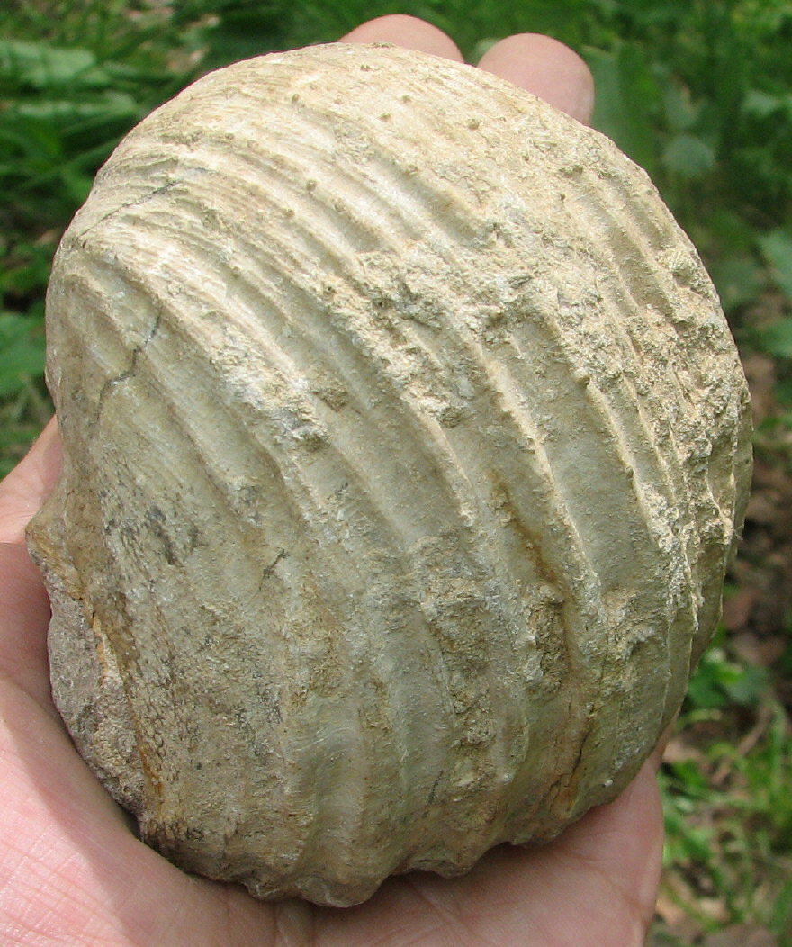 Gigantoproductus crassus Sarytcheva