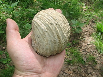 Gigantoproductus crassus Sarytcheva