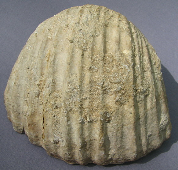 Gigantoproductus crassus Sarytcheva