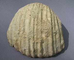 Gigantoproductus crassus Sarytcheva