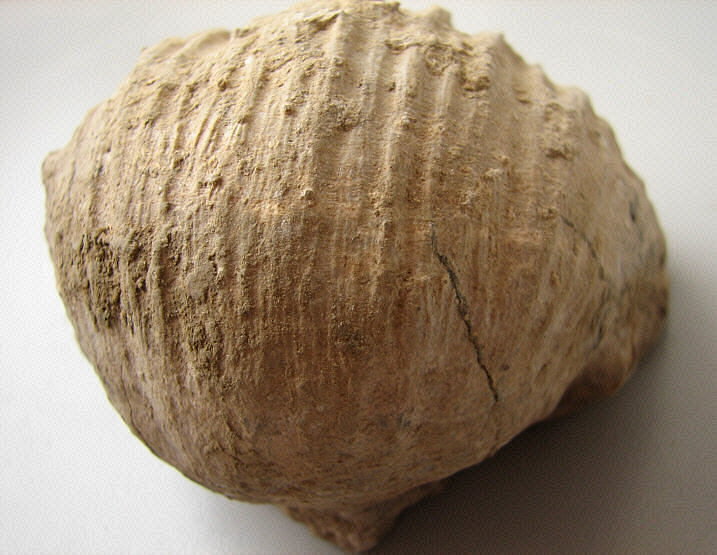 Gigantoproductus crassus Sarytcheva