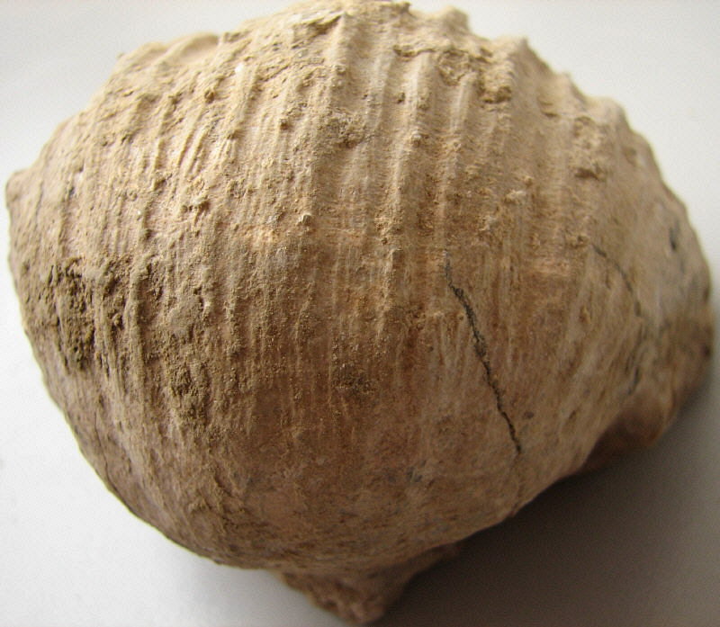 Gigantoproductus crassus Sarytcheva