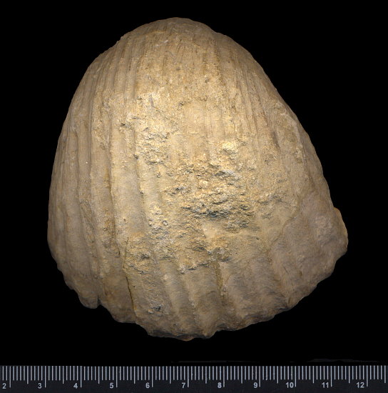Gigantoproductus crassus Sarytcheva