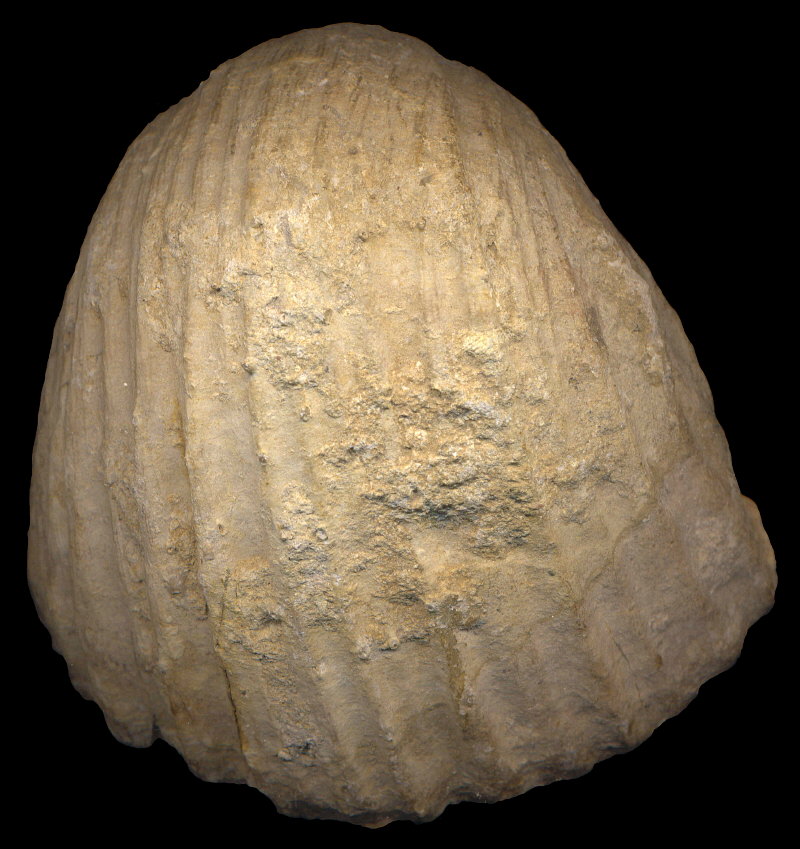 Gigantoproductus crassus Sarytcheva