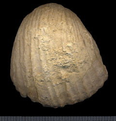 Gigantoproductus crassus Sarytcheva