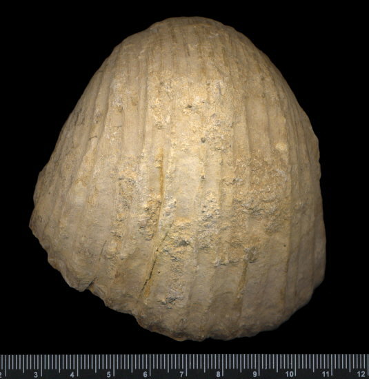 Gigantoproductus crassus Sarytcheva