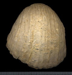 Gigantoproductus crassus Sarytcheva