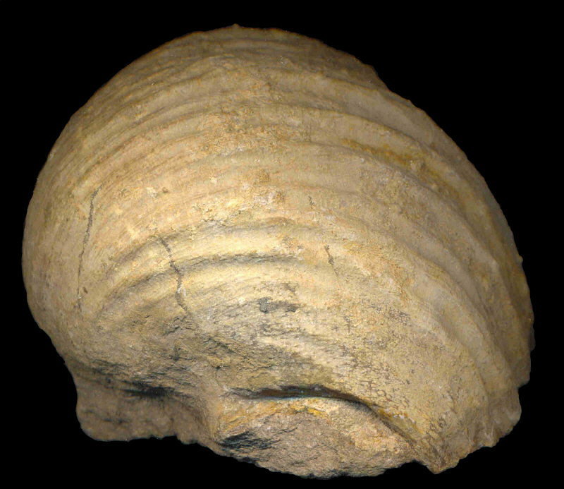 Gigantoproductus crassus Sarytcheva