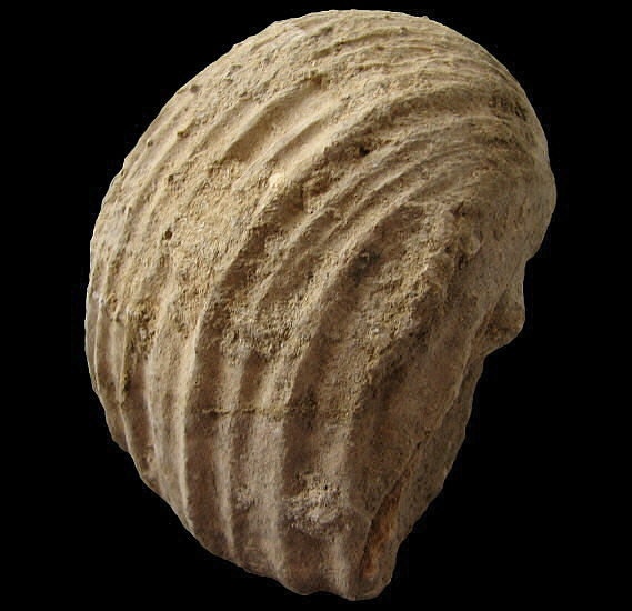 Gigantoproductus crassus Sarytcheva