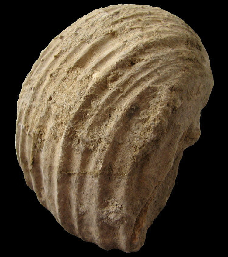 Gigantoproductus crassus Sarytcheva