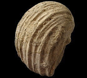 Gigantoproductus crassus Sarytcheva