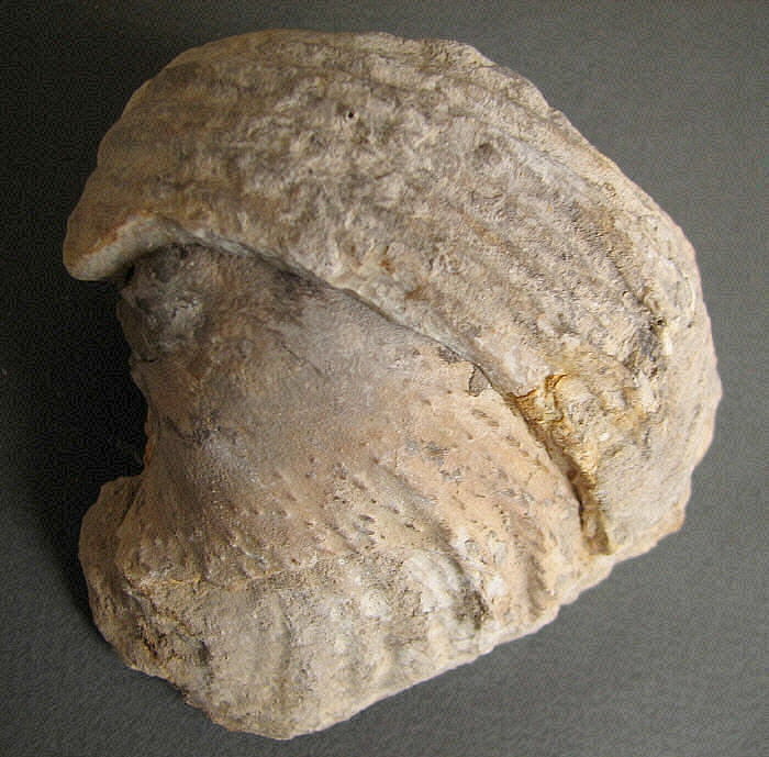 Gigantoproductus crassus Sarytcheva