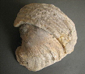 Gigantoproductus crassus Sarytcheva