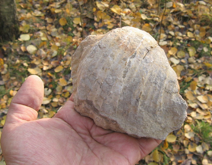 Gigantoproductus inflatus Sarytcheva