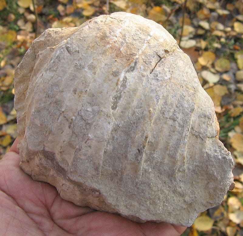 Gigantoproductus inflatus Sarytcheva