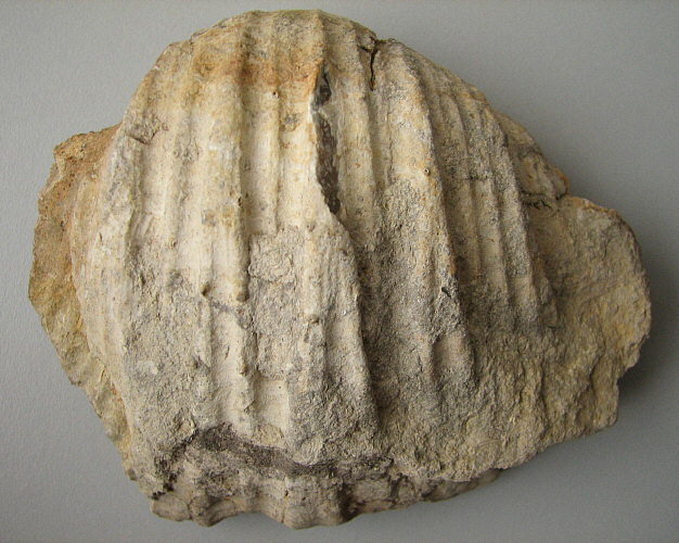 Gigantoproductus inflatus Sarytcheva