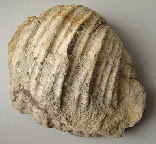 Gigantoproductus inflatus Sarytcheva