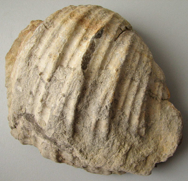 Gigantoproductus inflatus Sarytcheva