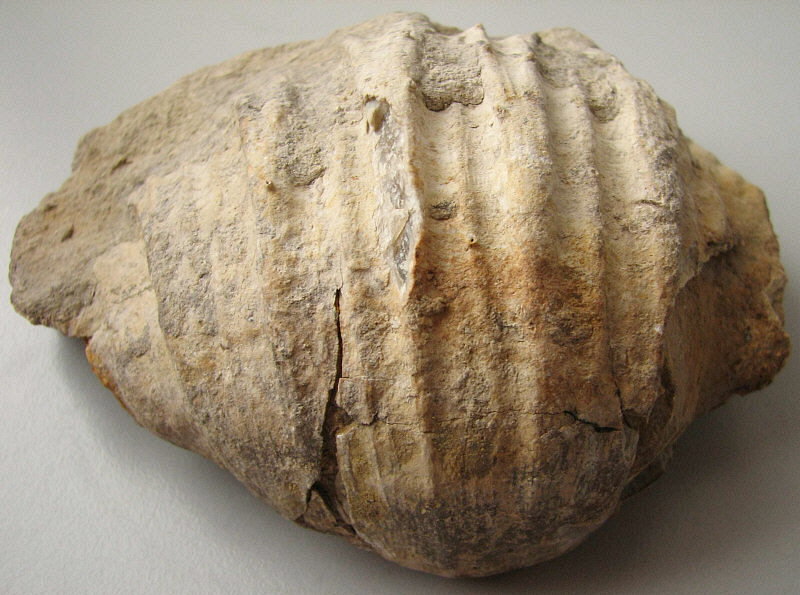 Gigantoproductus inflatus Sarytcheva