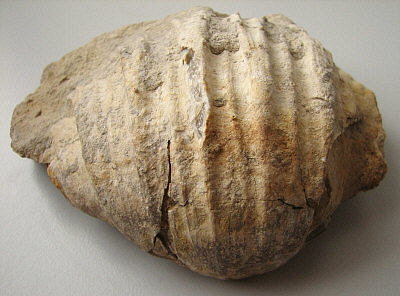 Gigantoproductus inflatus Sarytcheva