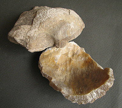 Gigantoproductus inflatus Sarytcheva