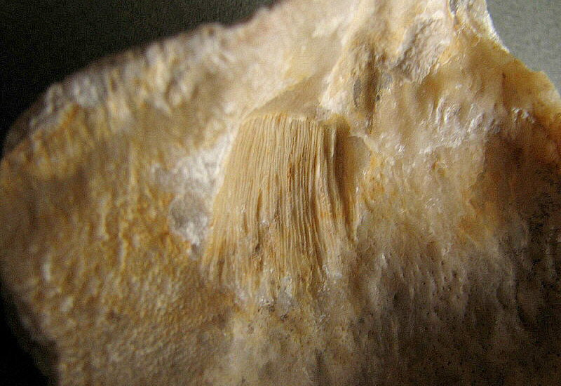 Gigantoproductus inflatus Sarytcheva