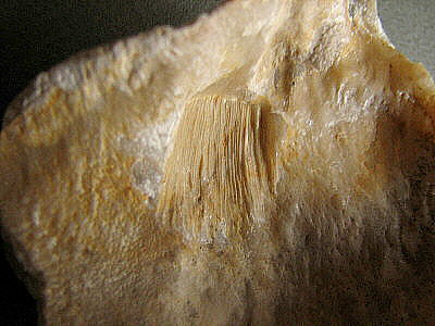 Gigantoproductus inflatus Sarytcheva