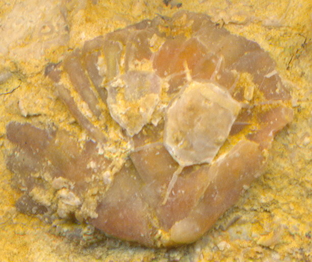 Leptalosia gracilis Ivanov & Ivanova, 1936