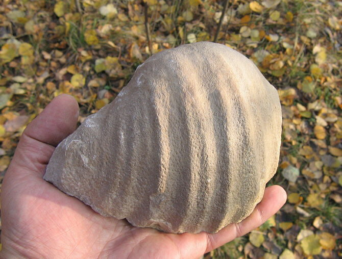 Gigantoproductus giganteus (Sowerby, 1822)