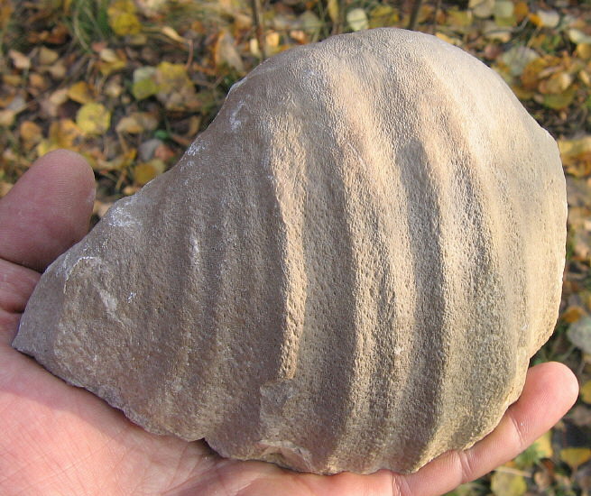 Gigantoproductus giganteus (Sowerby, 1822)