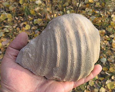 Gigantoproductus giganteus (Sowerby, 1822)