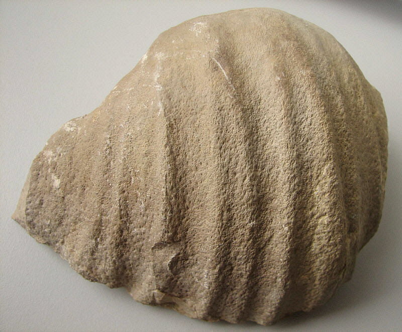 Gigantoproductus giganteus (Sowerby, 1822)