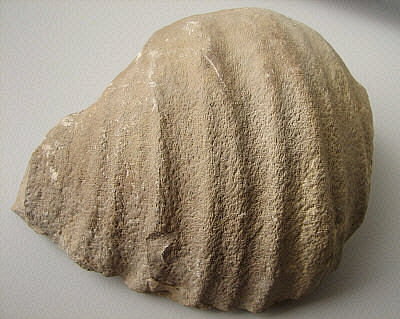 Gigantoproductus giganteus (Sowerby, 1822)