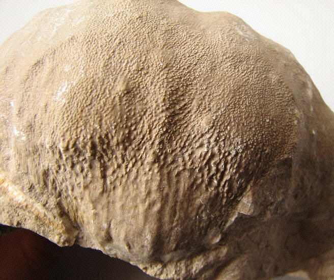 Gigantoproductus giganteus (Sowerby, 1822)