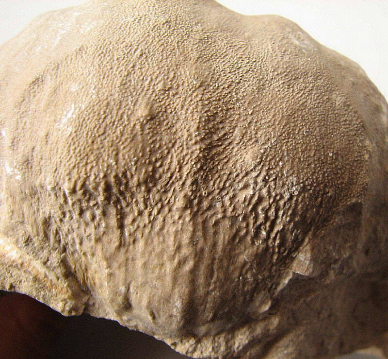 Gigantoproductus giganteus (Sowerby, 1822)