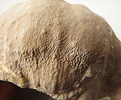 Gigantoproductus giganteus (Sowerby, 1822)