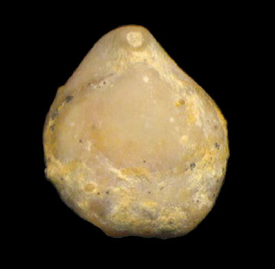 Rostranteris nucleolus Kutorga