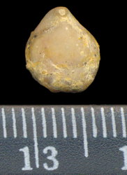 Rostranteris nucleolus Kutorga