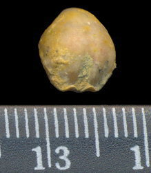 Rostranteris nucleolus Kutorga