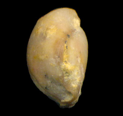 Rostranteris nucleolus Kutorga